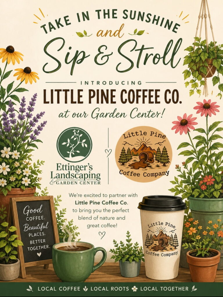 Little Pine Coffee Co.